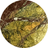 Rainforest Green Serpentin (Hartgestein)